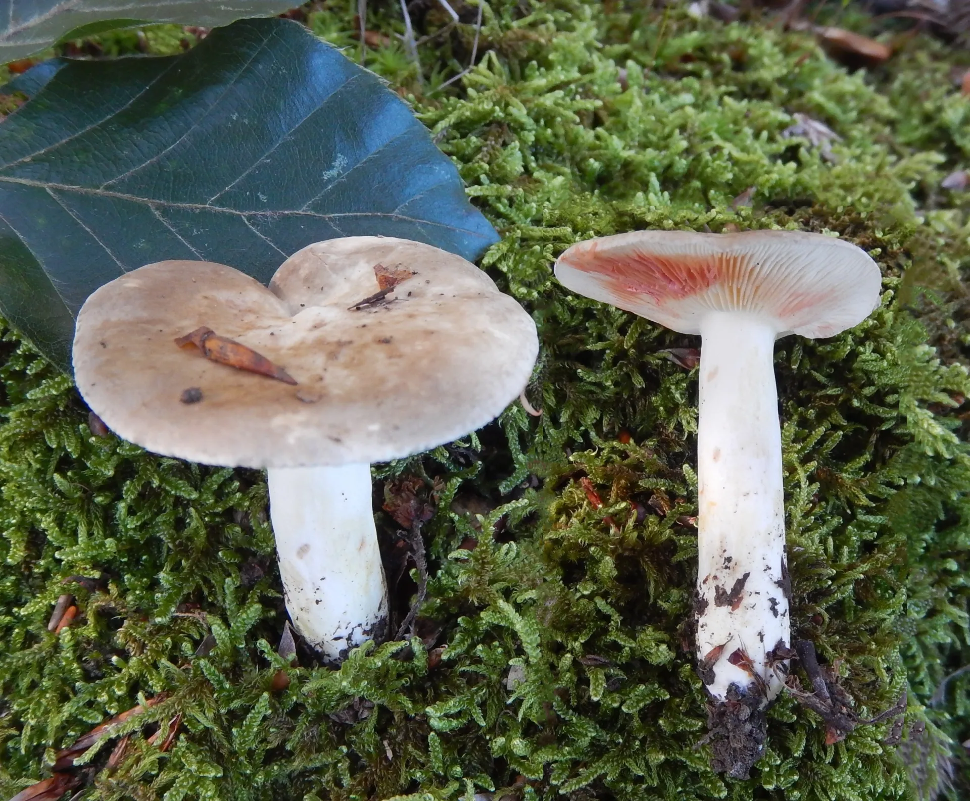 Lactarius acris, , 23-09-24 (3)
